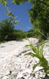 Epipactis helleborine