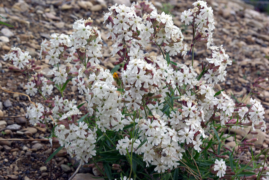 Изображение растения Silene repens.