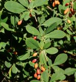 Berberis vulgaris. Часть побега с соплодиями и листьями. Восточный Казахстан, г. Усть-Каменогорск, парк Жастар, в культуре. 03.09.2016.