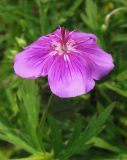 Geranium soboliferum