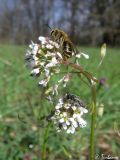 Draba muralis. Соцветия с кормящимися пчелами. Крым, Байдарская долина, окр. с. Кизиловое. 12.04.2010.