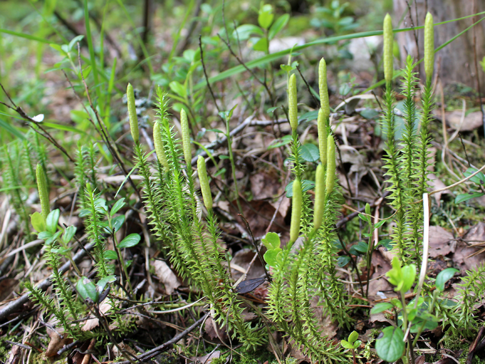 Изображение особи Lycopodium annotinum.