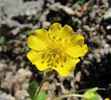 Potentilla gelida