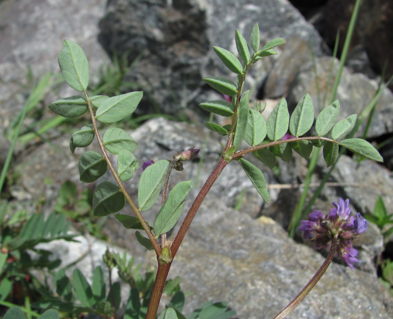 Изображение особи Astragalus brachytropis.