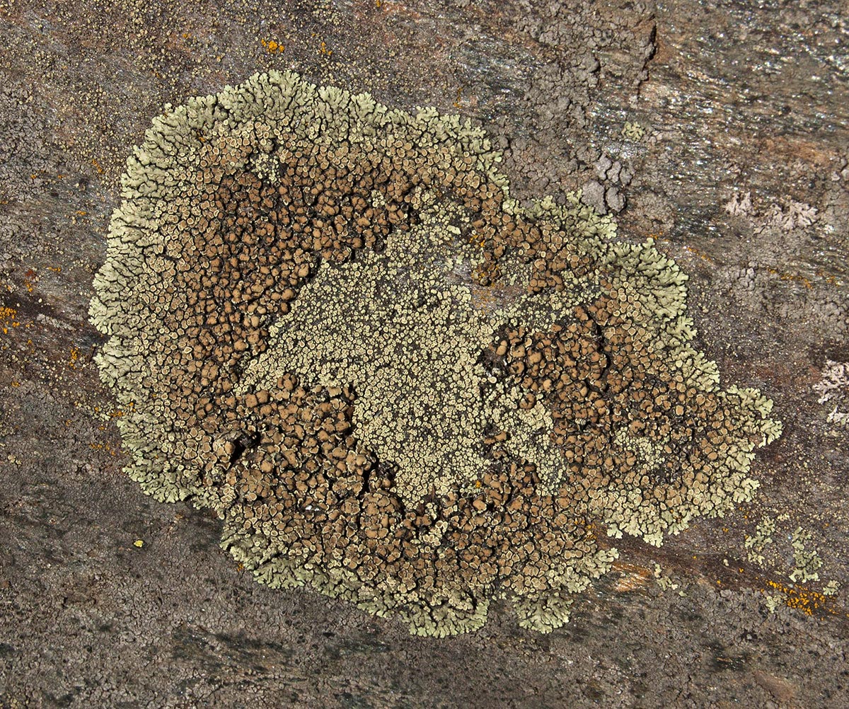 Изображение особи Lecanora muralis.