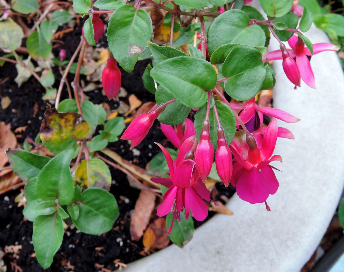 Изображение особи Fuchsia hybrida.