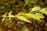 Lycopus europaeus. Верхушка плодоносящего побега с листьями в осенней окраске. Пермский край, Кунгурский р-н, правый берег р. Шаква в р-не моста на Рыжково, залесенный овраг. 1 октября 2016 г.