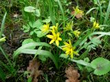 Gagea lutea