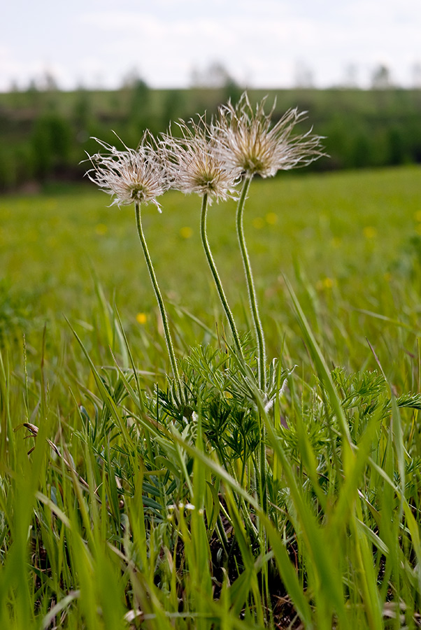 Image of Pulsatilla turczaninovii specimen.