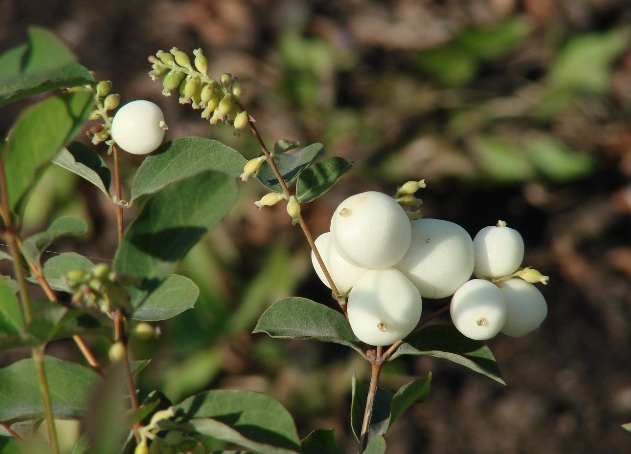 Изображение особи Symphoricarpos albus var. laevigatus.