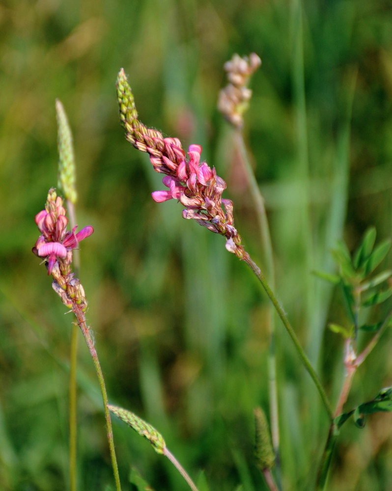 Изображение особи Onobrychis sibirica.