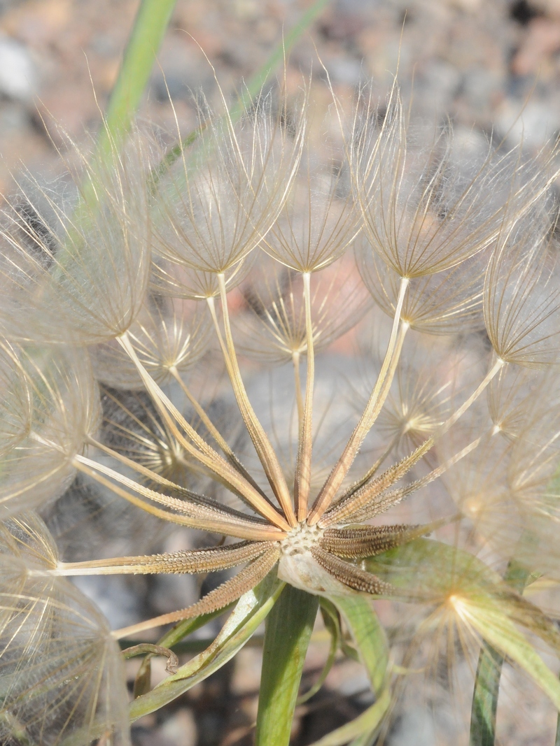 Изображение особи Tragopogon dubius.