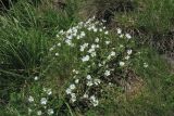 Cerastium eriophorum