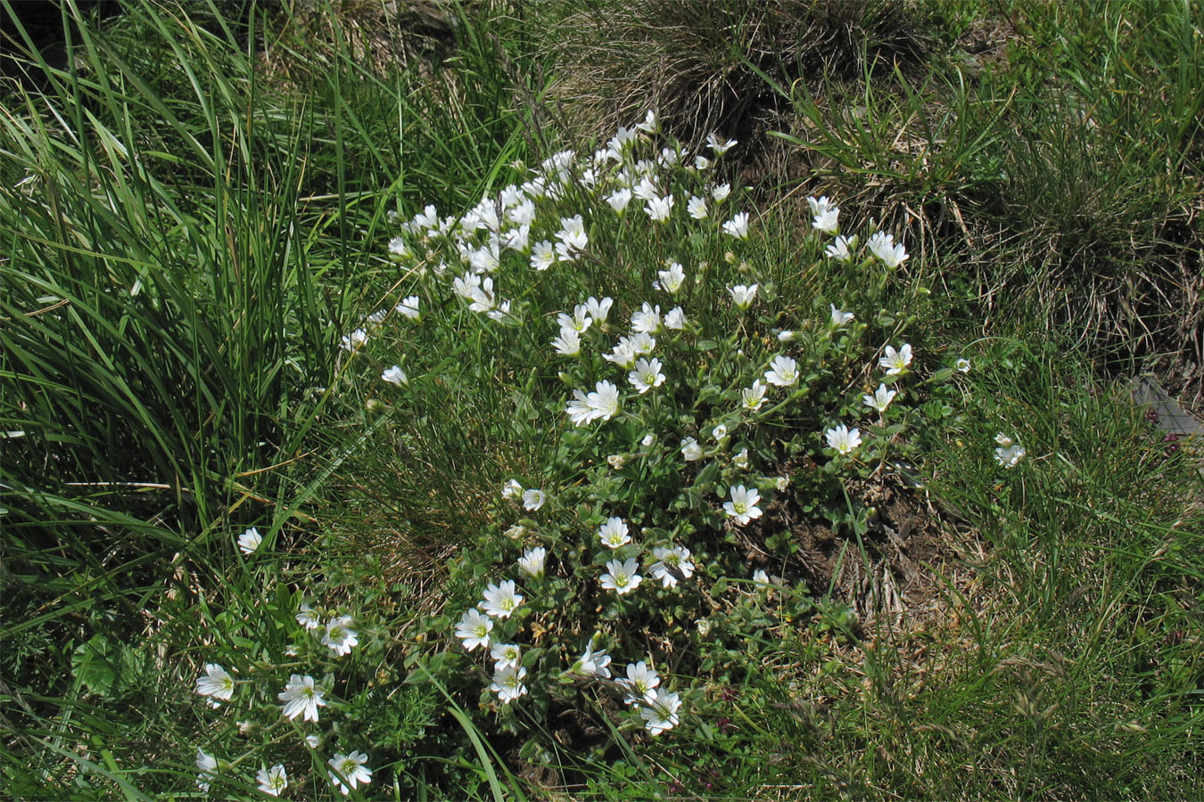 Изображение особи Cerastium eriophorum.