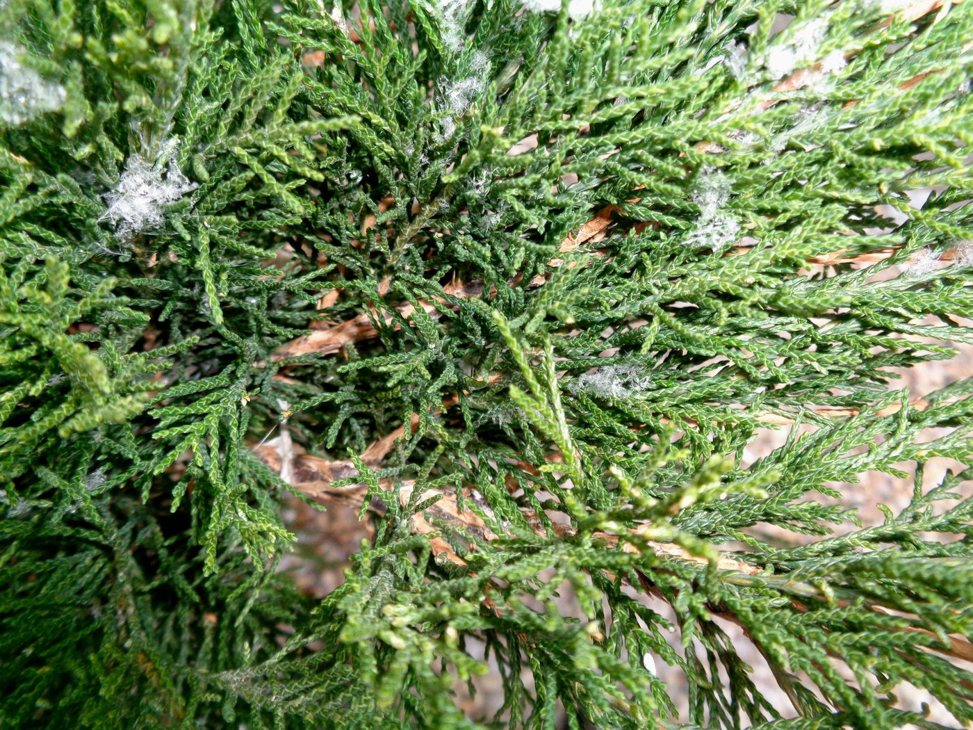 Изображение особи род Juniperus.