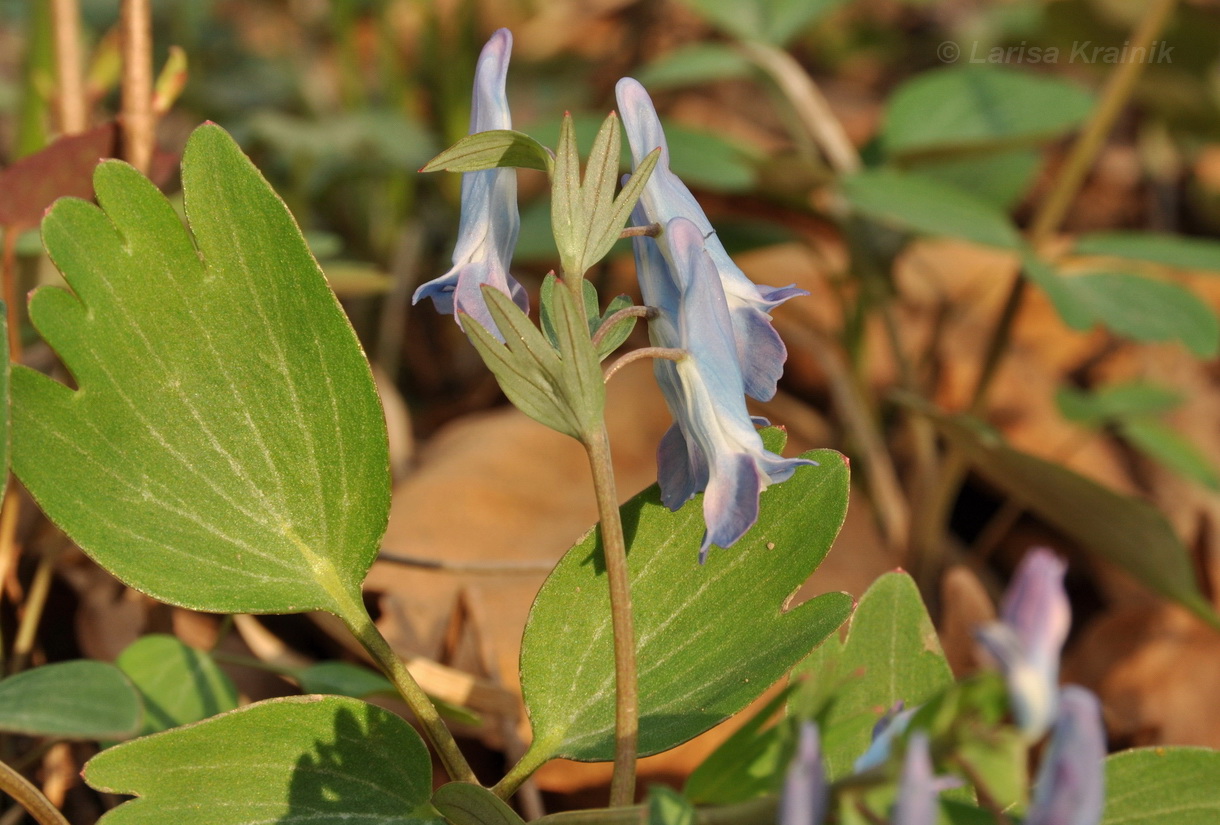 Изображение особи Corydalis turtschaninovii.