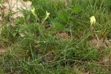 Astragalus maverranagri