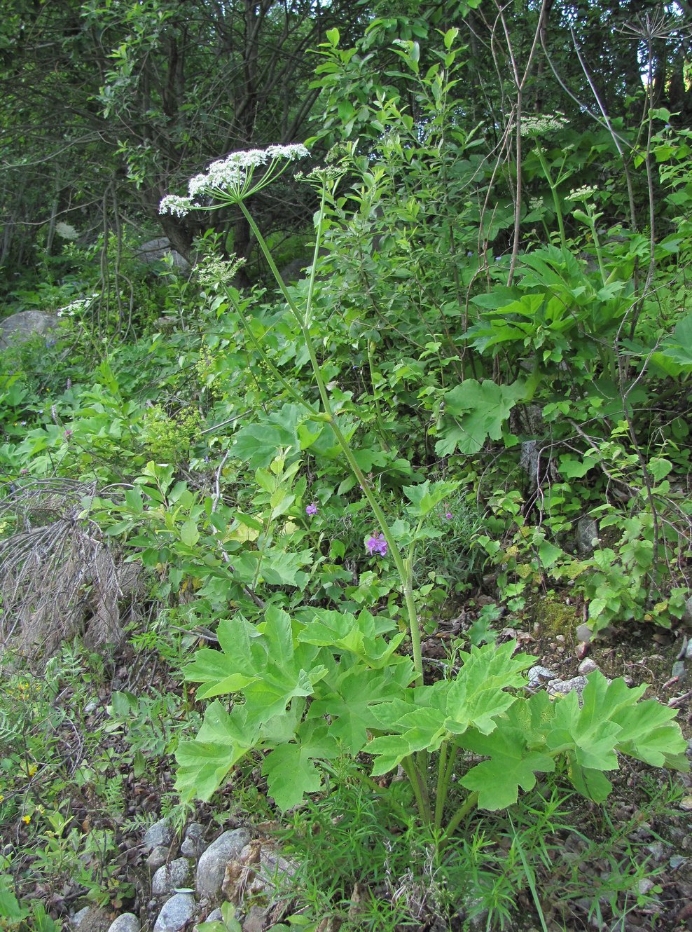 Изображение особи Heracleum asperum.