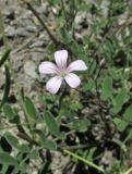 Gypsophila patrinii. Цветок. Алтай, 24 км СЗЗ с. Акташ, долина р. Чуя, лугово-степной склон. 6 июля 2019 г.