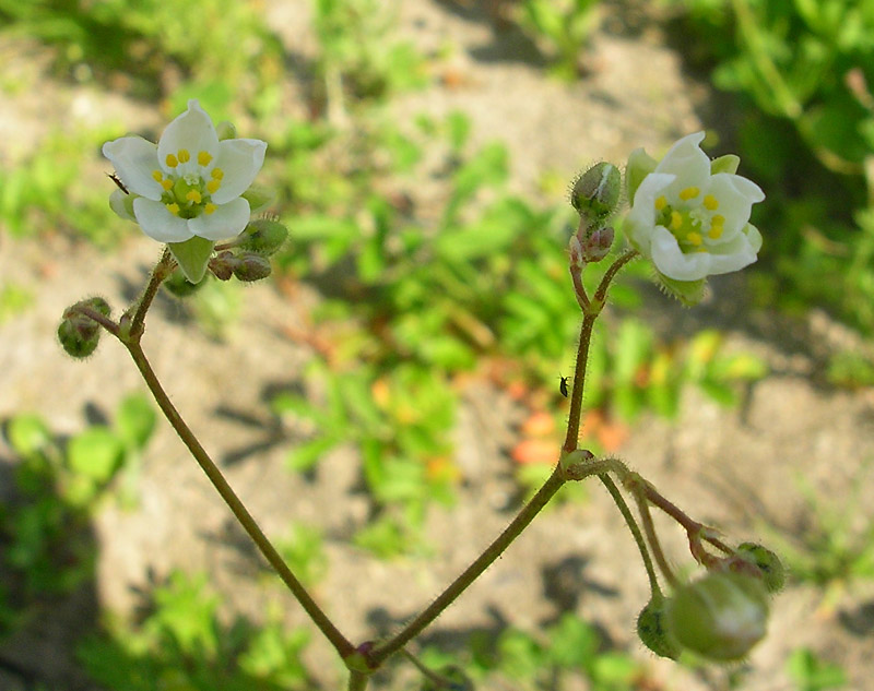 Изображение особи Spergula arvensis.