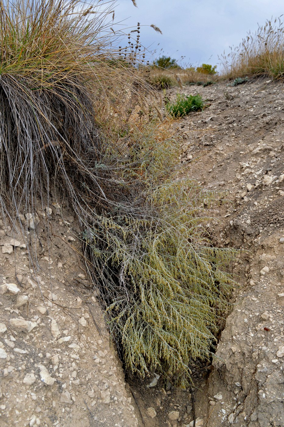 Изображение особи Artemisia nutans.