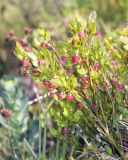 Vaccinium myrtillus