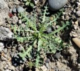 Lactuca undulata