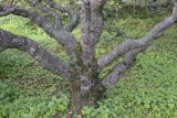 Betula pubescens. Основание ствола старого дерева. Москва, ГБС РАН, дендрарий. 29.08.2021.