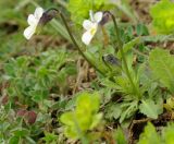 Viola arvensis. Цветущее растение на лугу. Азербайджан, Лерикский р-н. 12.04.2010.