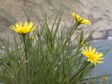 Tragopogon pusillus. Верхушка цветущего растения. Крым, городской округ Феодосия, окр. пос. Орджоникидзе, мыс Киик-Атлама, каменисто-глинистый склон, степь. 02.05.2021.