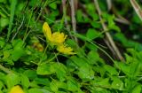 Lysimachia nummularia