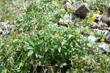 Potentilla asiatica