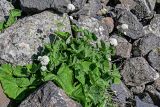 Valeriana alliariifolia