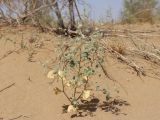 Agriophyllum latifolium. Бутонизирующее растение. Узбекистан, Хорезмская обл., около 7 км к югу от Хивы, северо-восточная окраина пустыни Каракум, мелкобугристые закрепленные пески около оз. Эшонкуль. 29.06.2022.