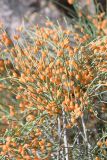 Ephedra equisetina