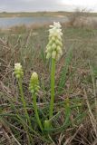 Muscari neglectum