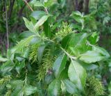 Salix myrsinifolia