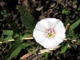 Convolvulus arvensis