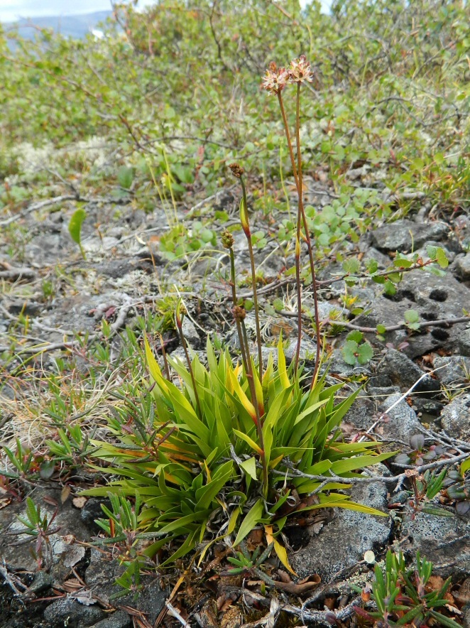 Изображение особи Tofieldia coccinea.