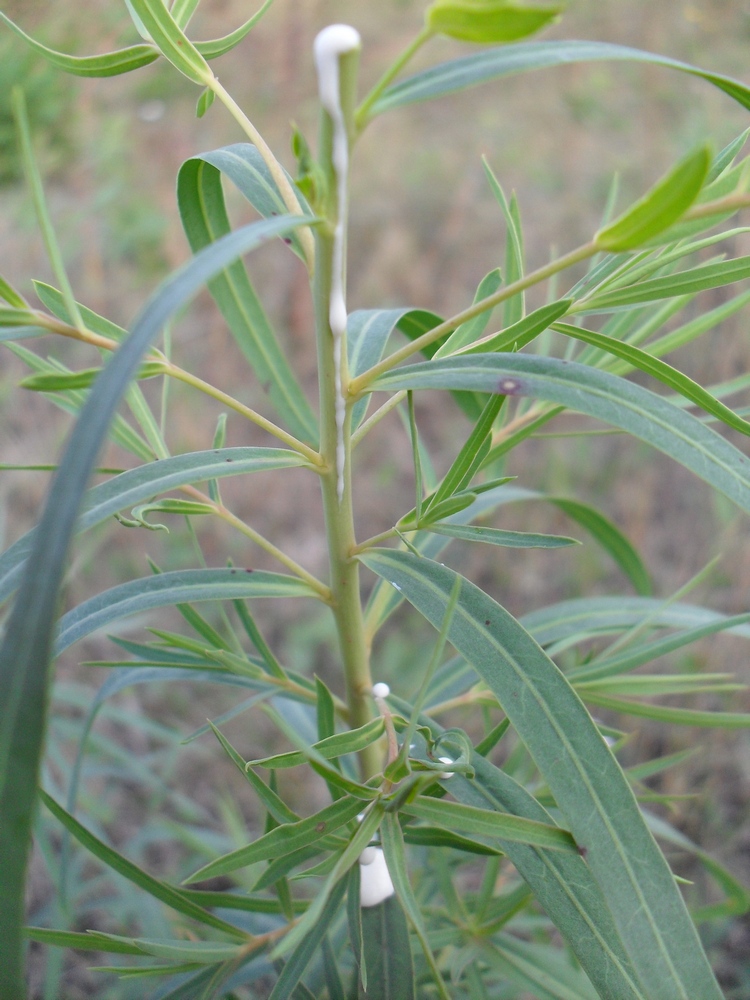 Изображение особи Euphorbia kaleniczenkoi.