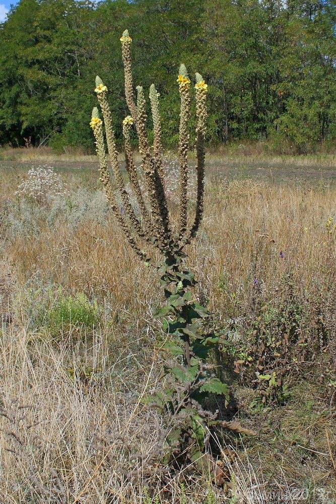 Изображение особи Verbascum ovalifolium.