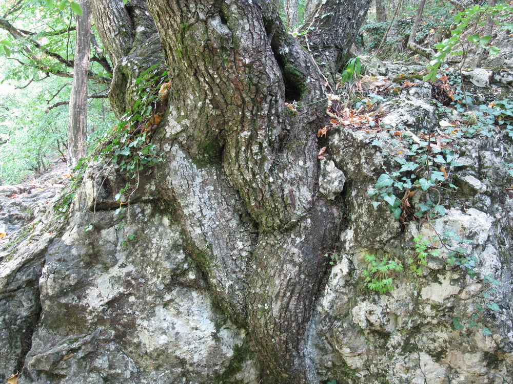 Изображение особи Quercus petraea.