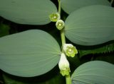 Polygonatum maximowiczii