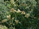 Ligustrum lucidum. Верхушка ветви с соцветиями. Испания, автономное сообщество Каталония, провинция Барселона, г. Барселона, парк Гуэля. 8 июля 2012 г.