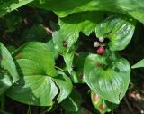 Maianthemum dilatatum