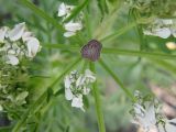 familia Apiaceae. Центральная часть соцветия. Израиль, Северный Негев, лес Лаав. 05.03.2013.