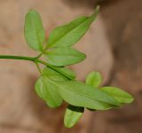 Jasminum mesnyi