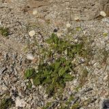 Knautia ambigua. Цветущее растение. Греция, Фессалия, Олимп. 01.06.2013.