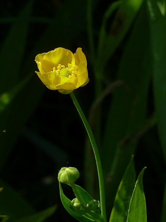 Изображение особи Ranunculus lingua.