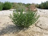 Salicornia perennans